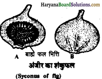 HBSE 11th Class Biology Important Questions Chapter 5 पुष्पी पादपों की आकारिकी - 24