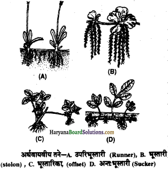 HBSE 11th Class Biology Important Questions Chapter 5 पुष्पी पादपों की आकारिकी - 29