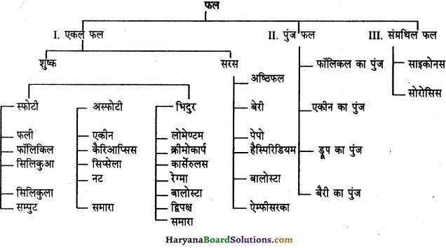 HBSE 11th Class Biology Important Questions Chapter 5 पुष्पी पादपों की आकारिकी - 3