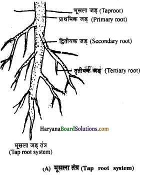 HBSE 11th Class Biology Important Questions Chapter 5 पुष्पी पादपों की आकारिकी - 32
