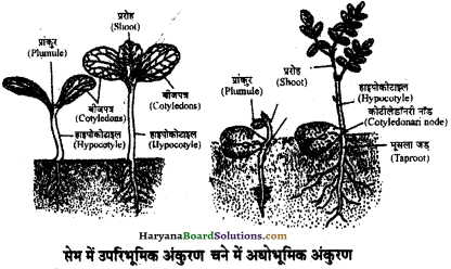 HBSE 11th Class Biology Important Questions Chapter 5 पुष्पी पादपों की आकारिकी - 4