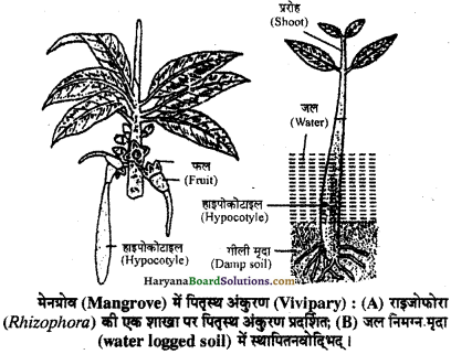 HBSE 11th Class Biology Important Questions Chapter 5 पुष्पी पादपों की आकारिकी - 5