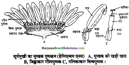 HBSE 11th Class Biology Important Questions Chapter 5 पुष्पी पादपों की आकारिकी - 6