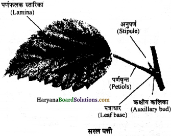 HBSE 11th Class Biology Important Questions Chapter 5 पुष्पी पादपों की आकारिकी - 7
