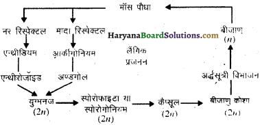 HBSE 11th Class Biology Solutions Chapter 3 वनस्पति जगत 1