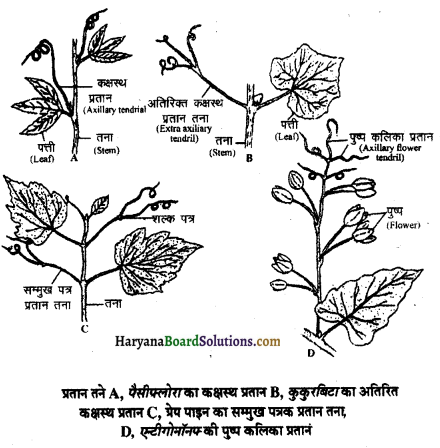 HBSE 11th Class Biology Solutions Chapter 5 पुष्पी पादपों की आकारिकी 11