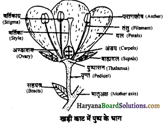 HBSE 11th Class Biology Solutions Chapter 5 पुष्पी पादपों की आकारिकी 12