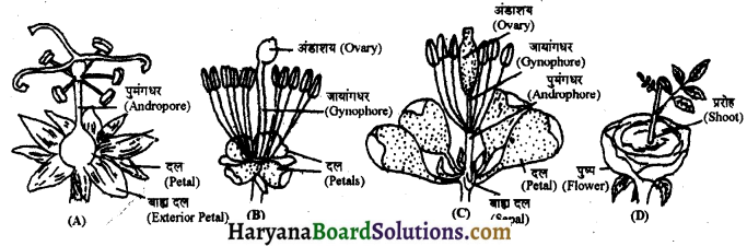 HBSE 11th Class Biology Solutions Chapter 5 पुष्पी पादपों की आकारिकी 4