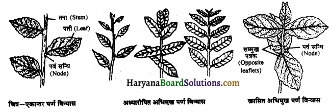 HBSE 11th Class Biology Solutions Chapter 5 पुष्पी पादपों की आकारिकी 6