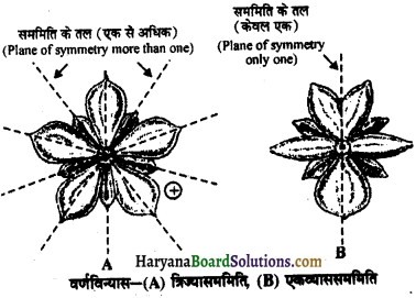 HBSE 11th Class Biology Solutions Chapter 5 पुष्पी पादपों की आकारिकी 8