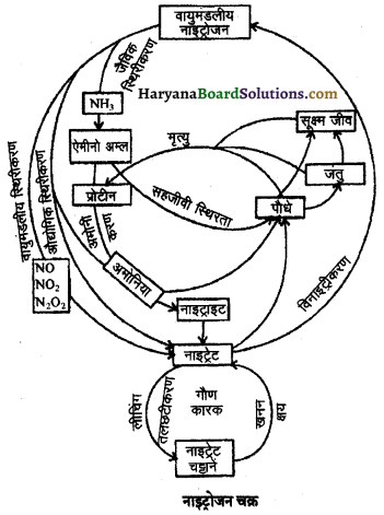 HBSE 11th Class Biology Important Questions Chapter 12 खनिज पोषण 1