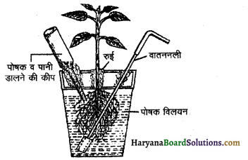HBSE 11th Class Biology Important Questions Chapter 12 खनिज पोषण 2