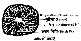 HBSE 11th Class Biology Important Questions Chapter 6 पुष्पी पादपों का शारीर 1