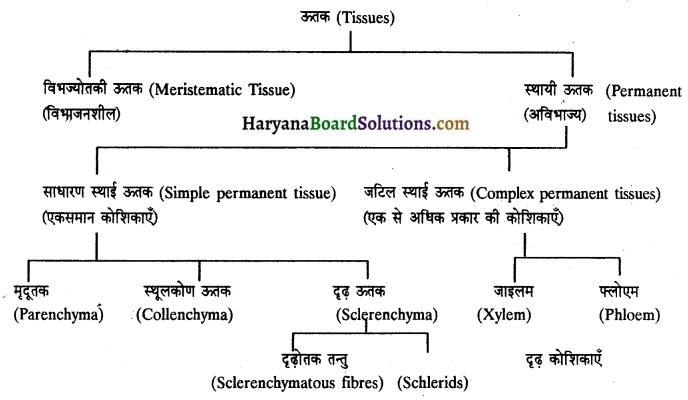 HBSE 11th Class Biology Important Questions Chapter 6 पुष्पी पादपों का शारीर 10