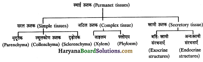 HBSE 11th Class Biology Important Questions Chapter 6 पुष्पी पादपों का शारीर 11