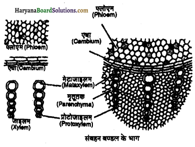HBSE 11th Class Biology Important Questions Chapter 6 पुष्पी पादपों का शारीर 12