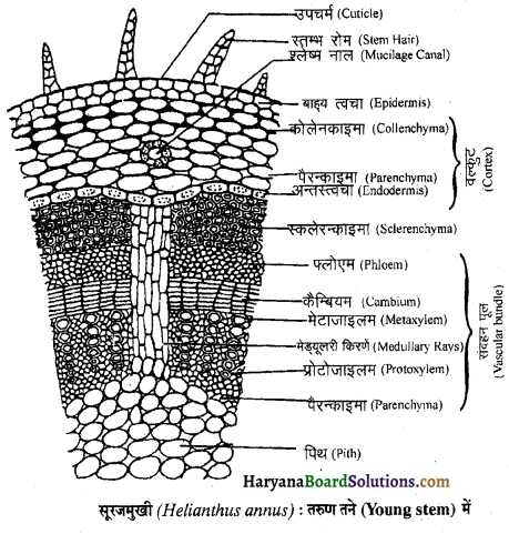 HBSE 11th Class Biology Important Questions Chapter 6 पुष्पी पादपों का शारीर 16