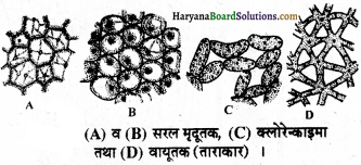 HBSE 11th Class Biology Important Questions Chapter 6 पुष्पी पादपों का शारीर 17