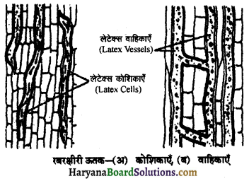 HBSE 11th Class Biology Important Questions Chapter 6 पुष्पी पादपों का शारीर 2