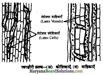 HBSE 11th Class Biology Important Questions Chapter 6 पुष्पी पादपों का शारीर 4