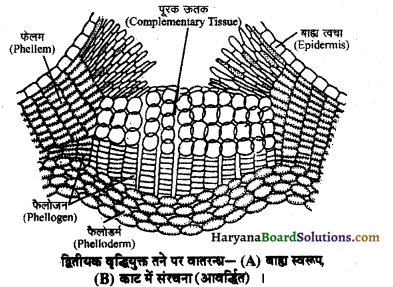 HBSE 11th Class Biology Important Questions Chapter 6 पुष्पी पादपों का शारीर 5