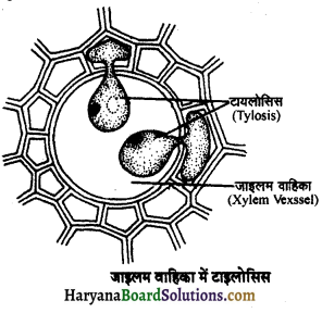 HBSE 11th Class Biology Important Questions Chapter 6 पुष्पी पादपों का शारीर 6