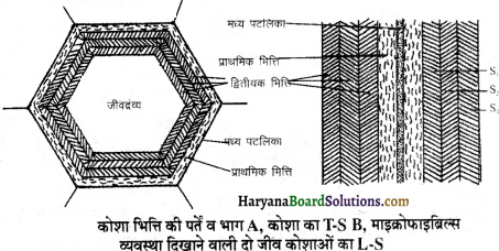 HBSE 11th Class Biology Important Questions Chapter 8 कोशिका जीवन की इकाई - 1