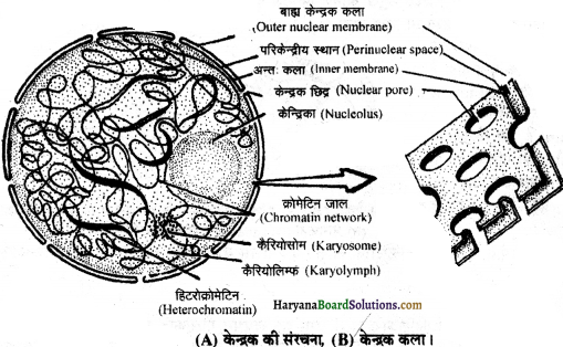 HBSE 11th Class Biology Important Questions Chapter 8 कोशिका जीवन की इकाई - 11