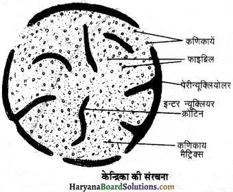HBSE 11th Class Biology Important Questions Chapter 8 कोशिका जीवन की इकाई - 13