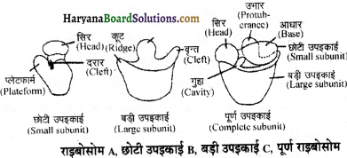 HBSE 11th Class Biology Important Questions Chapter 8 कोशिका जीवन की इकाई - 15