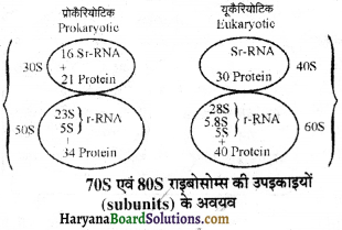 HBSE 11th Class Biology Important Questions Chapter 8 कोशिका जीवन की इकाई - 17