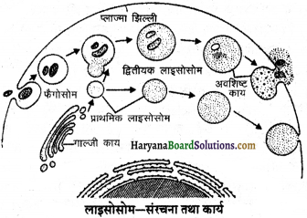 HBSE 11th Class Biology Important Questions Chapter 8 कोशिका जीवन की इकाई - 18