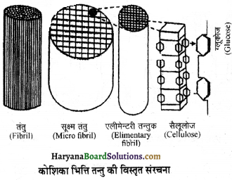 HBSE 11th Class Biology Important Questions Chapter 8 कोशिका जीवन की इकाई - 2