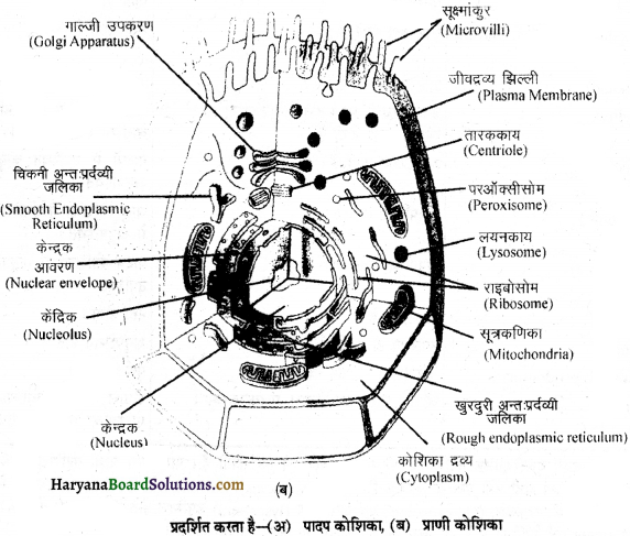HBSE 11th Class Biology Important Questions Chapter 8 कोशिका जीवन की इकाई - 20