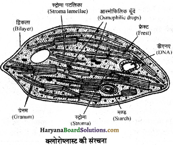 HBSE 11th Class Biology Important Questions Chapter 8 कोशिका जीवन की इकाई - 21