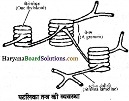 HBSE 11th Class Biology Important Questions Chapter 8 कोशिका जीवन की इकाई - 22