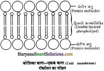 HBSE 11th Class Biology Important Questions Chapter 8 कोशिका जीवन की इकाई - 23