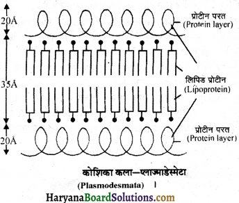 HBSE 11th Class Biology Important Questions Chapter 8 कोशिका जीवन की इकाई - 24