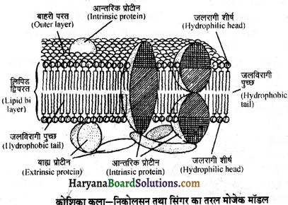 HBSE 11th Class Biology Important Questions Chapter 8 कोशिका जीवन की इकाई - 25