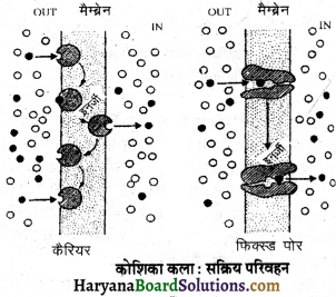 HBSE 11th Class Biology Important Questions Chapter 8 कोशिका जीवन की इकाई - 26