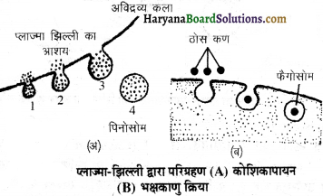 HBSE 11th Class Biology Important Questions Chapter 8 कोशिका जीवन की इकाई - 27