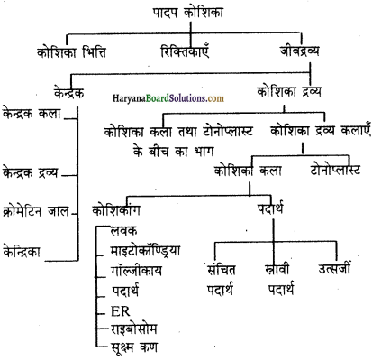 HBSE 11th Class Biology Important Questions Chapter 8 कोशिका जीवन की इकाई - 29