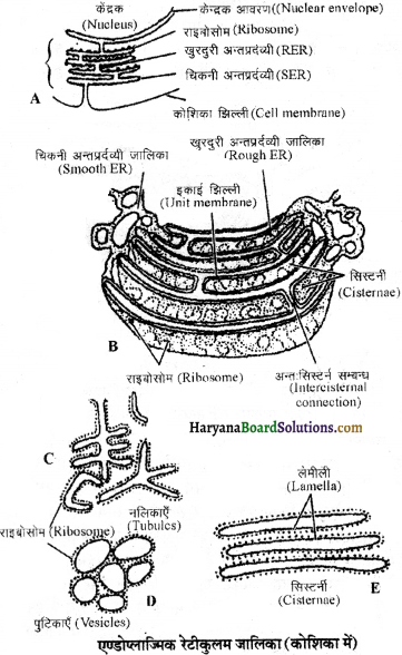 HBSE 11th Class Biology Important Questions Chapter 8 कोशिका जीवन की इकाई - 3