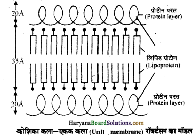 HBSE 11th Class Biology Important Questions Chapter 8 कोशिका जीवन की इकाई - 31