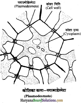 HBSE 11th Class Biology Important Questions Chapter 8 कोशिका जीवन की इकाई - 33