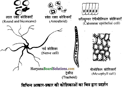 HBSE 11th Class Biology Important Questions Chapter 8 कोशिका जीवन की इकाई - 34