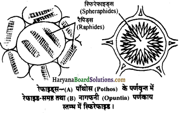 HBSE 11th Class Biology Important Questions Chapter 8 कोशिका जीवन की इकाई - 36