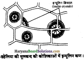 HBSE 11th Class Biology Important Questions Chapter 8 कोशिका जीवन की इकाई - 37