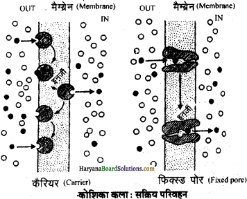 HBSE 11th Class Biology Important Questions Chapter 8 कोशिका जीवन की इकाई - 38