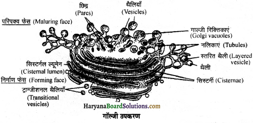 HBSE 11th Class Biology Important Questions Chapter 8 कोशिका जीवन की इकाई - 4